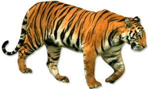 Tiger PNG-23243